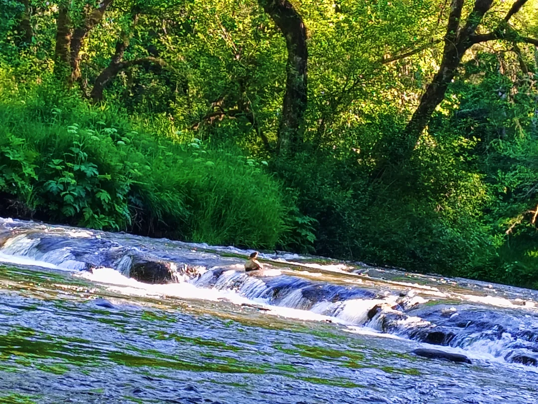 A cascading river surrounded by lush green forest