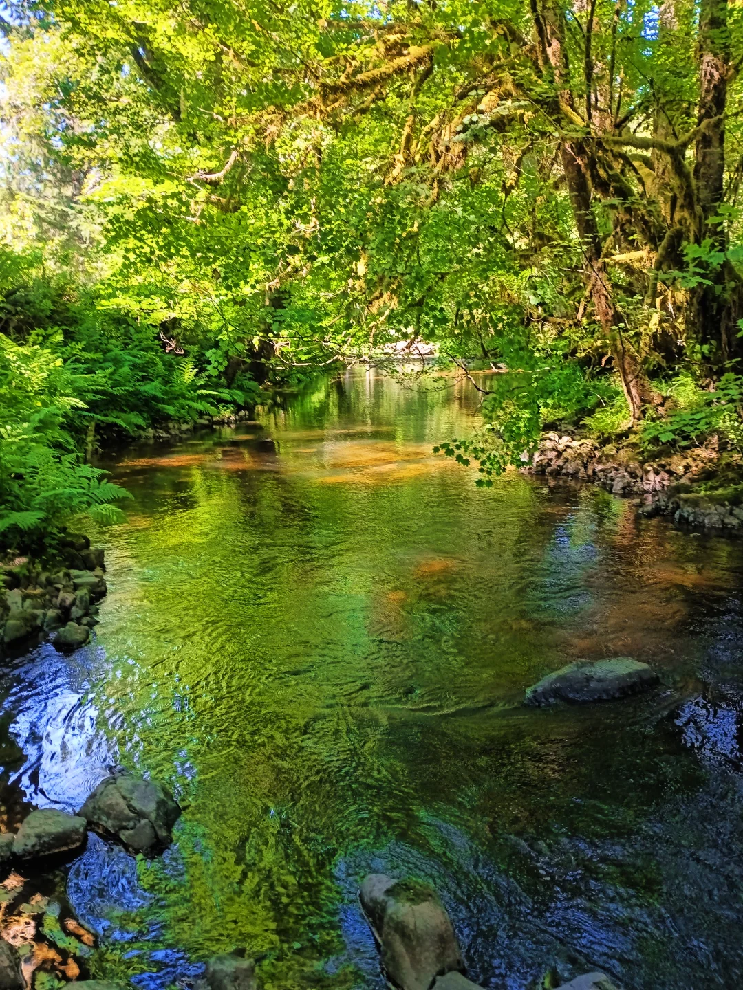 Calm river reflecting sunlit green forest